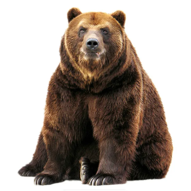 

Brown bear car Sticker Bonding 18 Cm Sticker