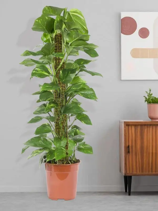 

Moss Pole For Plant Monstera Moss Stick For Potted Plants Coco Sticks For Climbing Indoor Potted Plants Train Creeper House