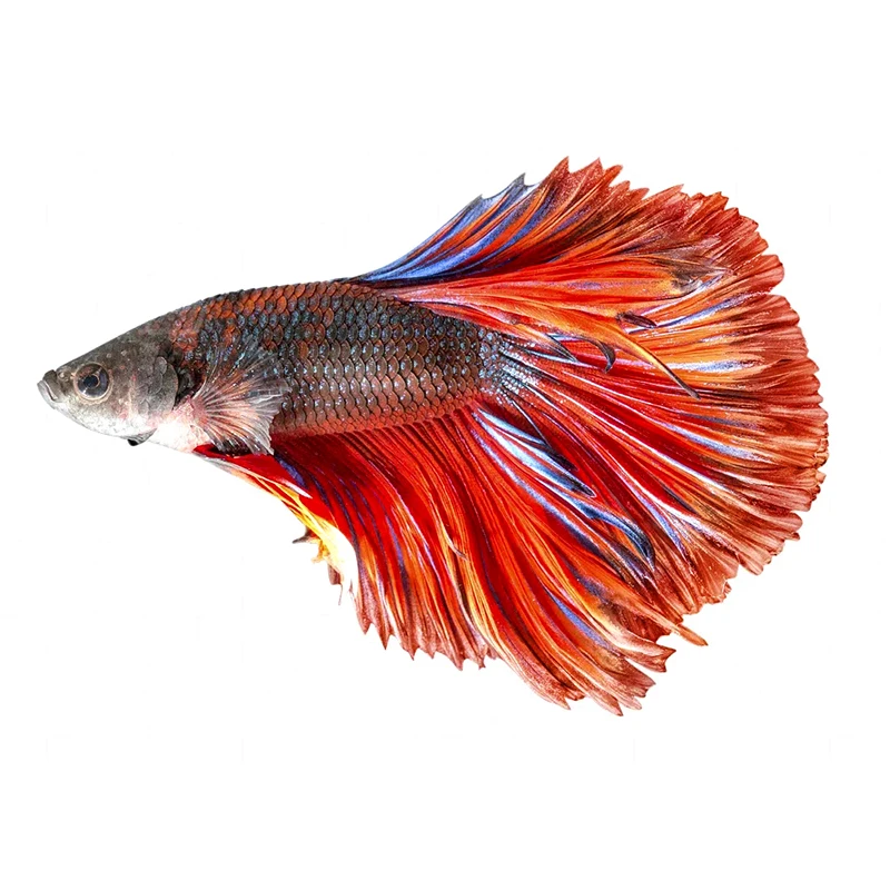 

T336 # Наклейка на стену с изображением разноцветных боевых рыбок, милых маленьких золотых рыбок, наклейки для гостиной, кабинета