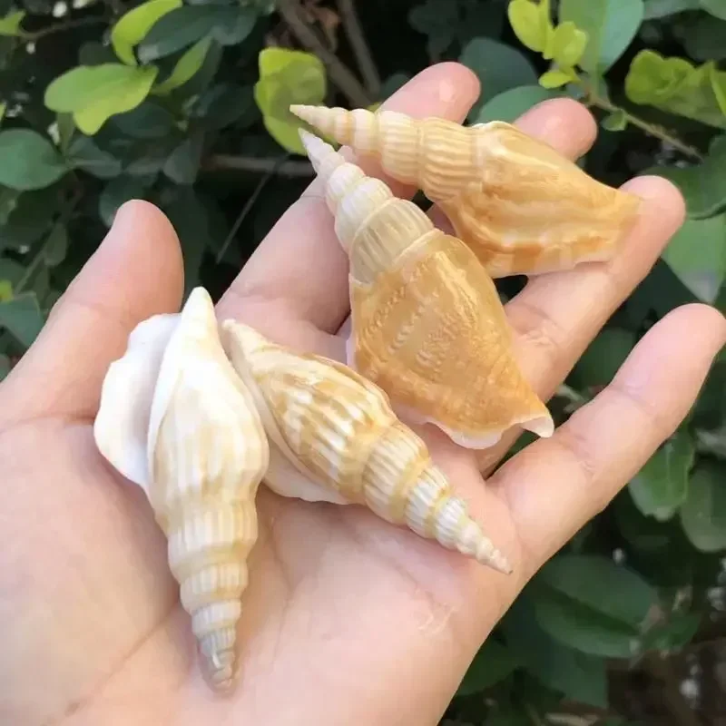 10 шт. Golden Ax Snail Natural Conch Shell Creative Handmade Diy Drift Bottle Fish Tank реквизит для свадебной