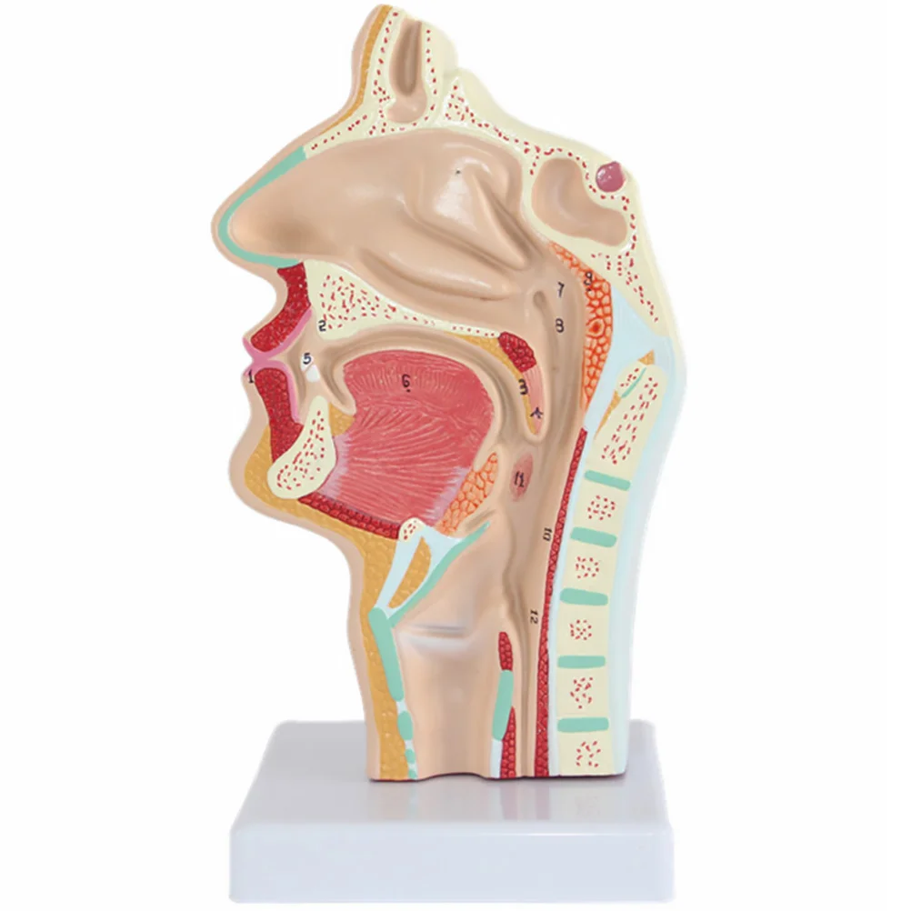 

Human Nasal Cavity Oral Anatomical Model Nose Throat Mannequin Base Anatomy Pvc Larynx Pharynx Medical Students Office