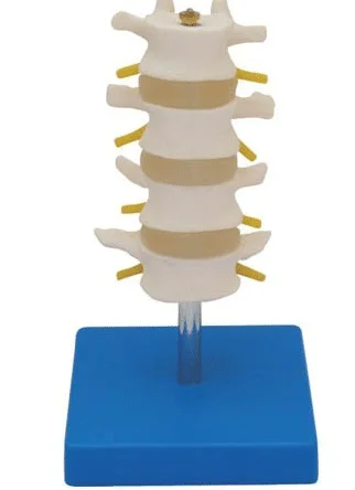 Модель обычного поясничного отдела позвоночника четыре секции медицинская