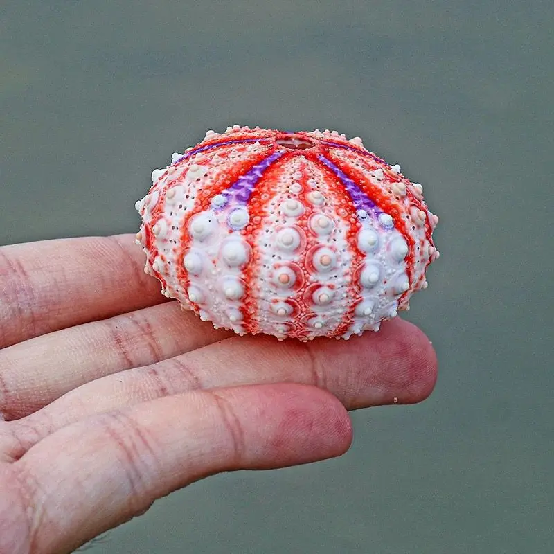 Фото Новая медаль, морской ежечин, натуральная коллекция раковин, образец украшения для дома, натуральные непятнистые украшения для дома №4