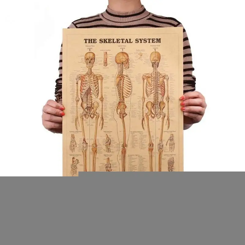 

Настенный плакат "Картины человека, функция тела, схема конструкции", крафт-бумага