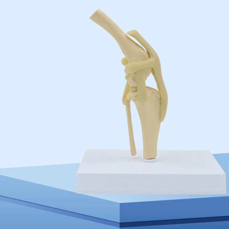 

Dog Knee Joint Model for Pet Hospital Veterinarian Medical Study Dog Knee Joint Model Flexible Ligaments