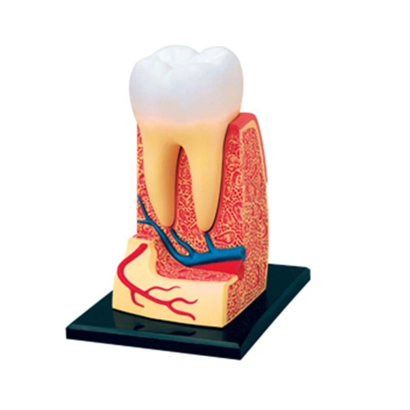 

Removable Teeth Anatomy Model Dentist Dental Dissection Education Teeth Model
