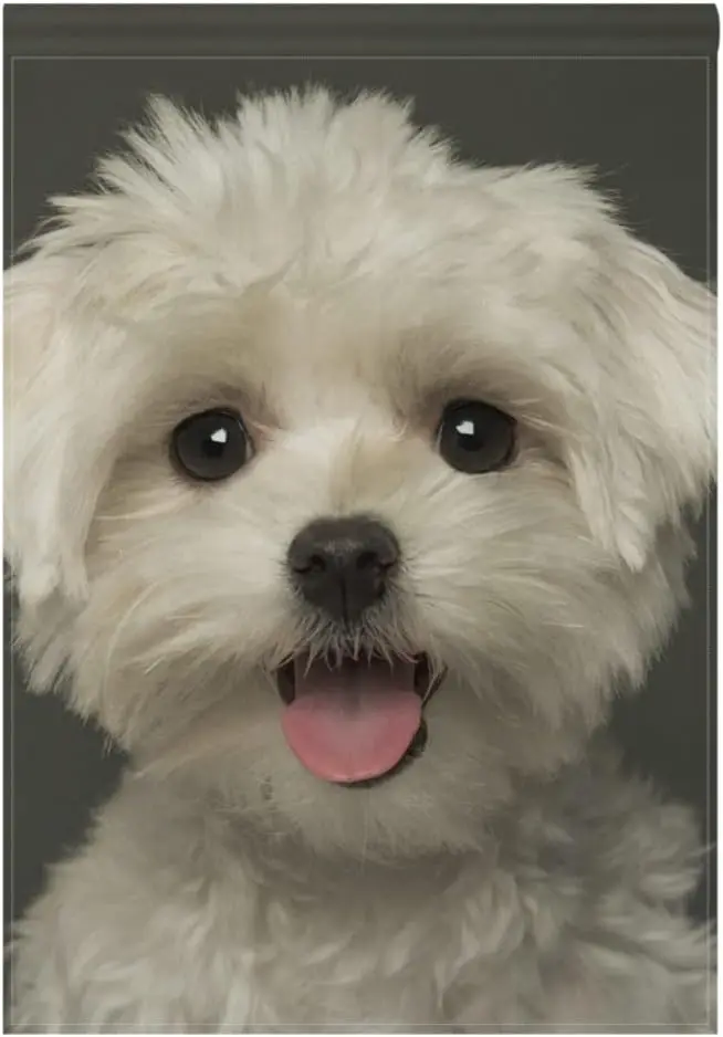 Садовый флаг Hokkien Maltaese Puppy Panting двусторонний 12 x 18 дюймов флаги для двора