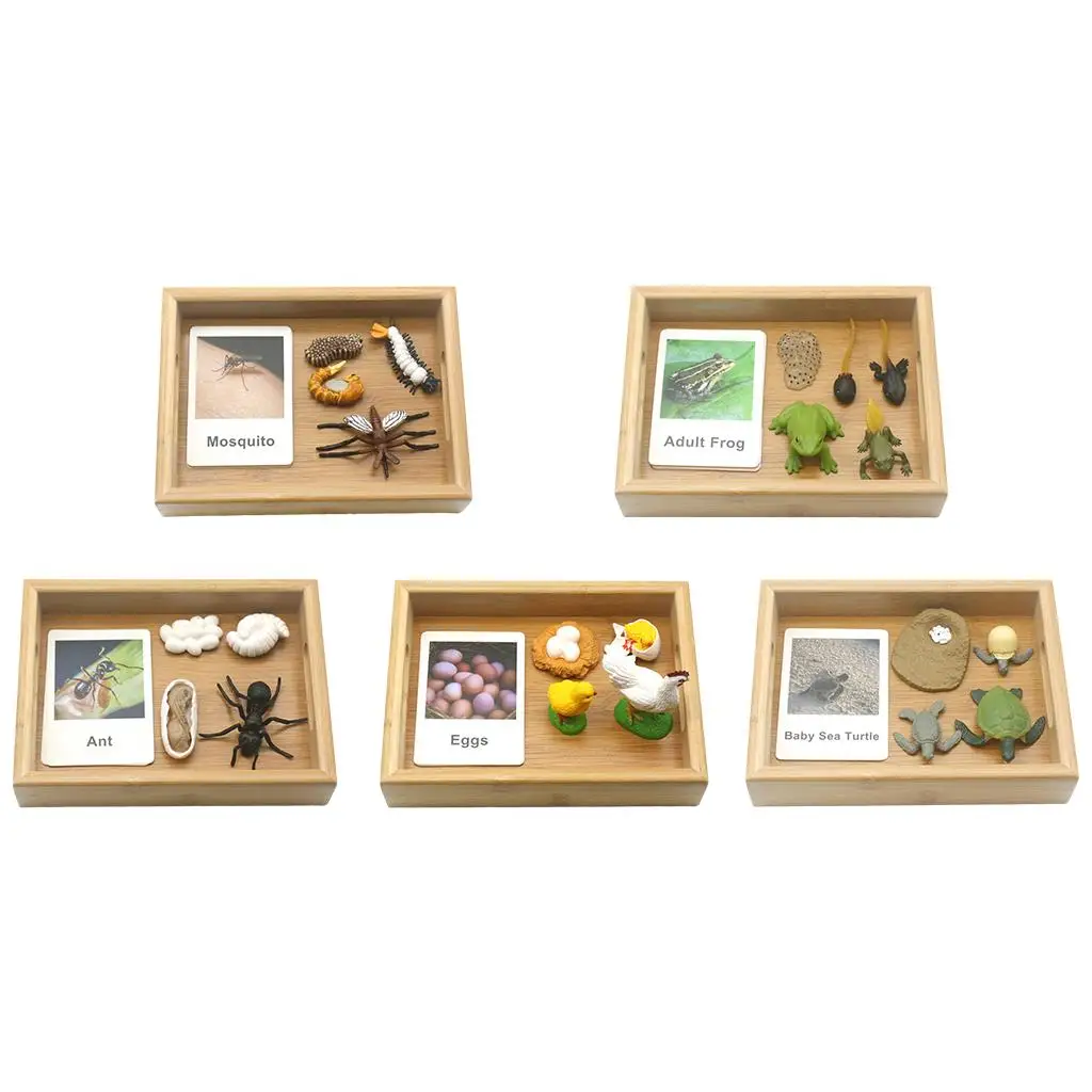 

Montessori Life Cycle 3 Parts Flash Cards Growth Model Preschool Learning Toy Set