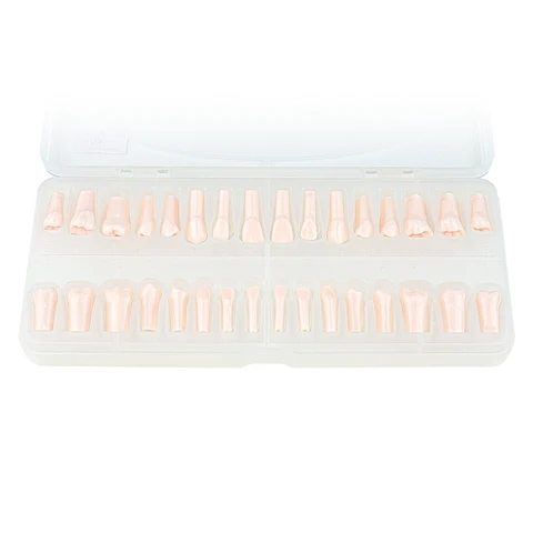 Модель зубов VV DENTAL 32 шт. смола