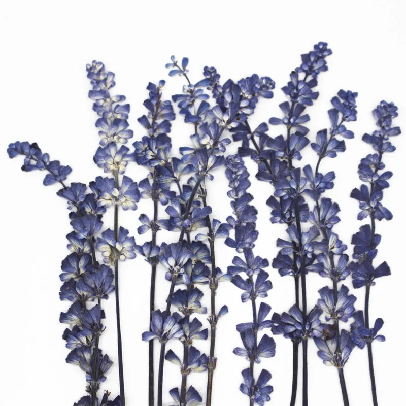 

1000 шт. оригинальный цвет Salvia на стеблях сушеные прессованные Цветочные листья для украшения стекла