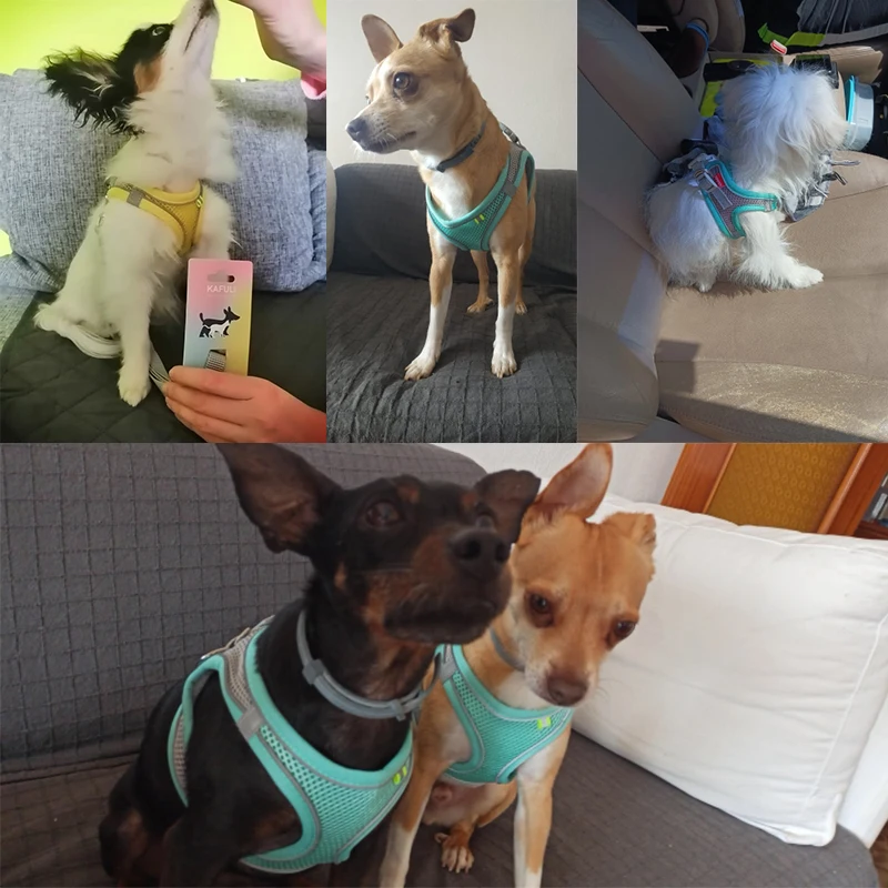 Шлейка для маленьких собак и кошек регулируемый Светоотражающий поводок