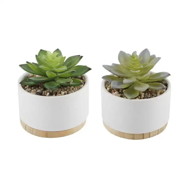 

of 2 Bunda 6" Artificial Succulents in White Ceramic Pots with Wood Base