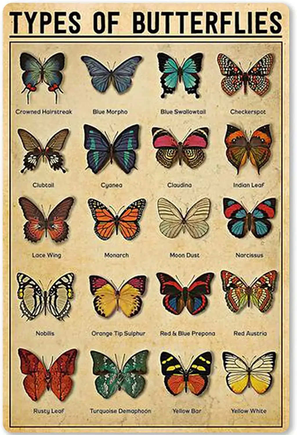 

Metal Tin Sign Type of Butterflies Insect Educational Poster Knowledge Infographic for School Home Kitchen Cafe Wall