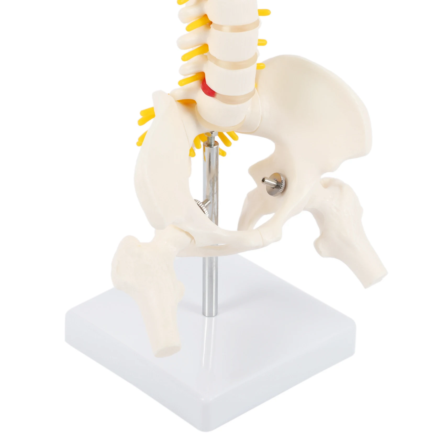Рисунок 6 - Гибкая модель позвоночника