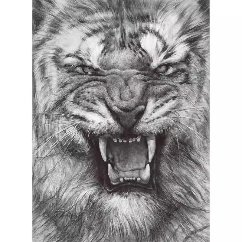 Sketch Drawing Basic Tutorial Textbook Book Butterfly Seal Tiger And Other