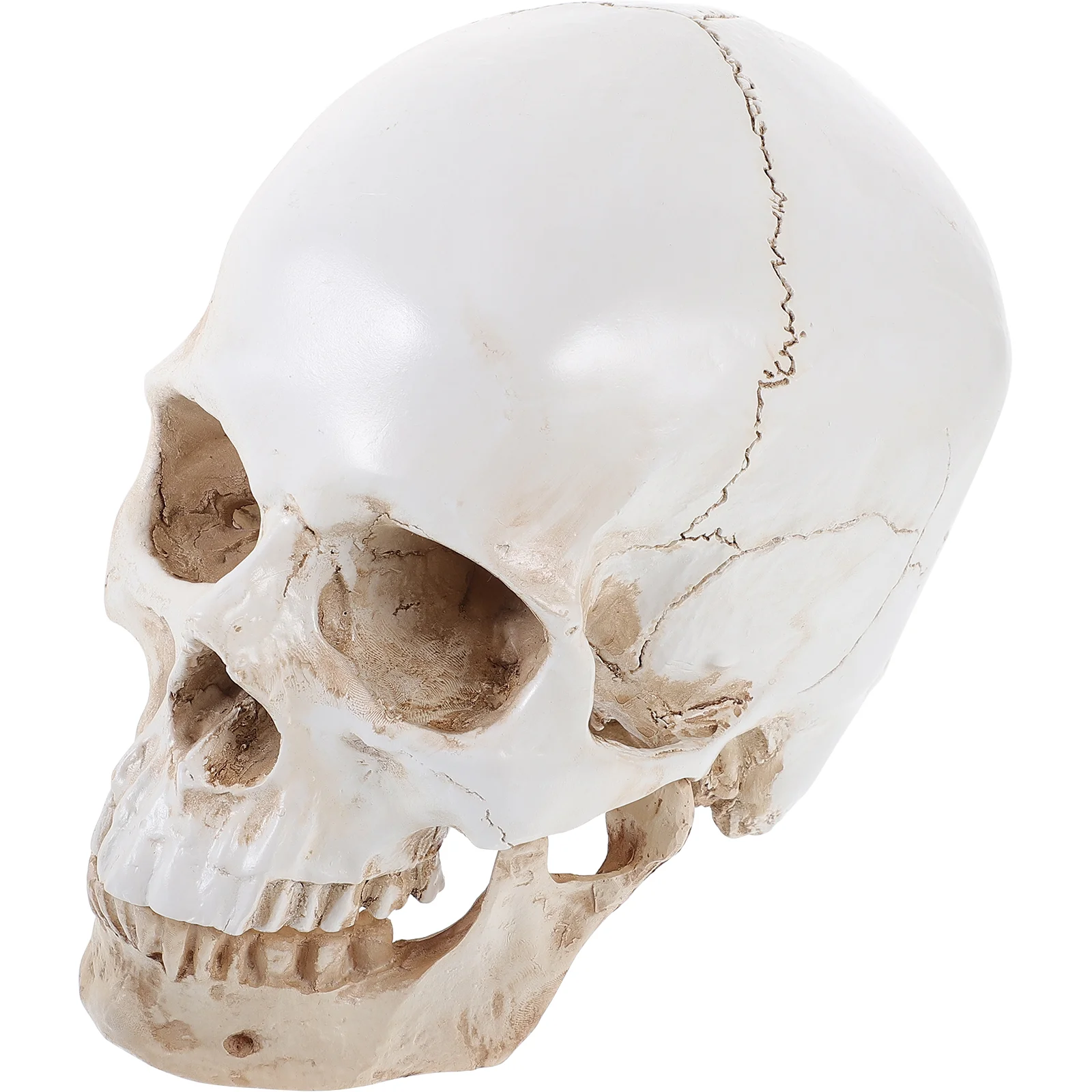 

Anatomy Human Model Medical Teaching Life Size Detachable Realistic