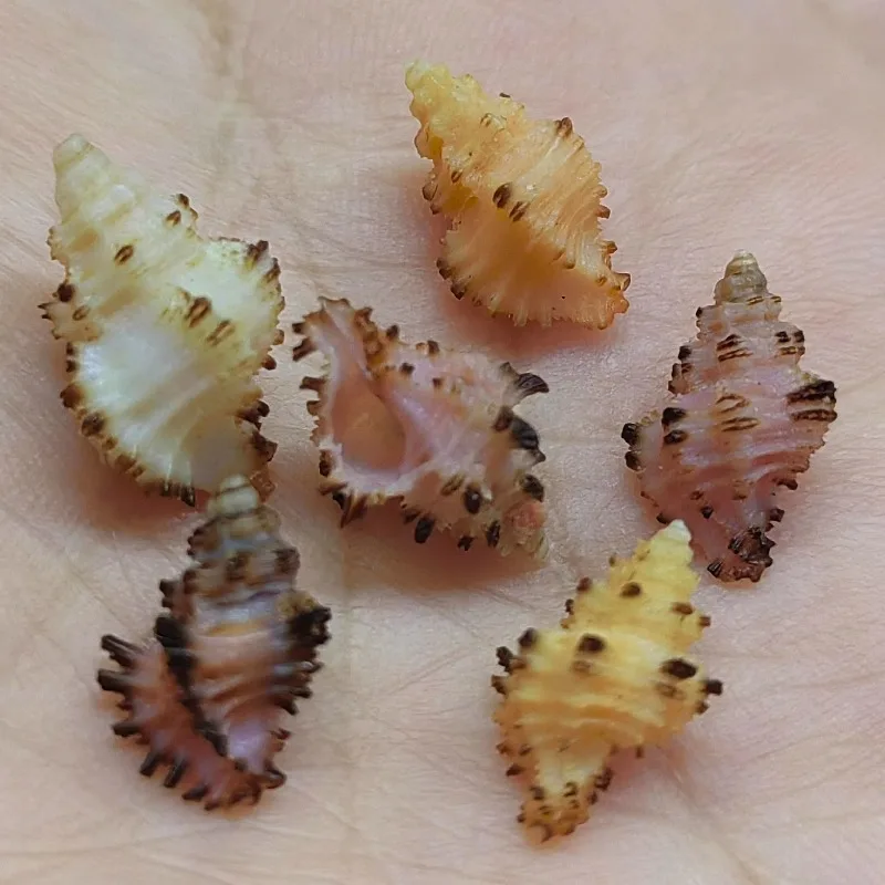Натуральные Редкие раковины Favartia Balteata коллекция образцов аквариумное украшение