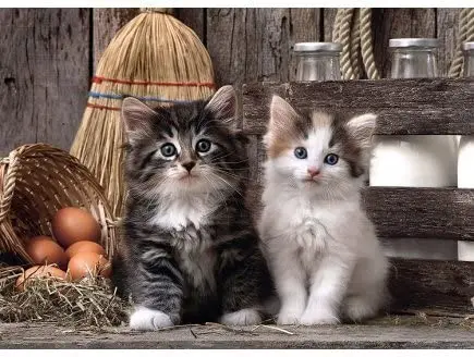 

Головоломка для детей с 2 симпатичными котятами