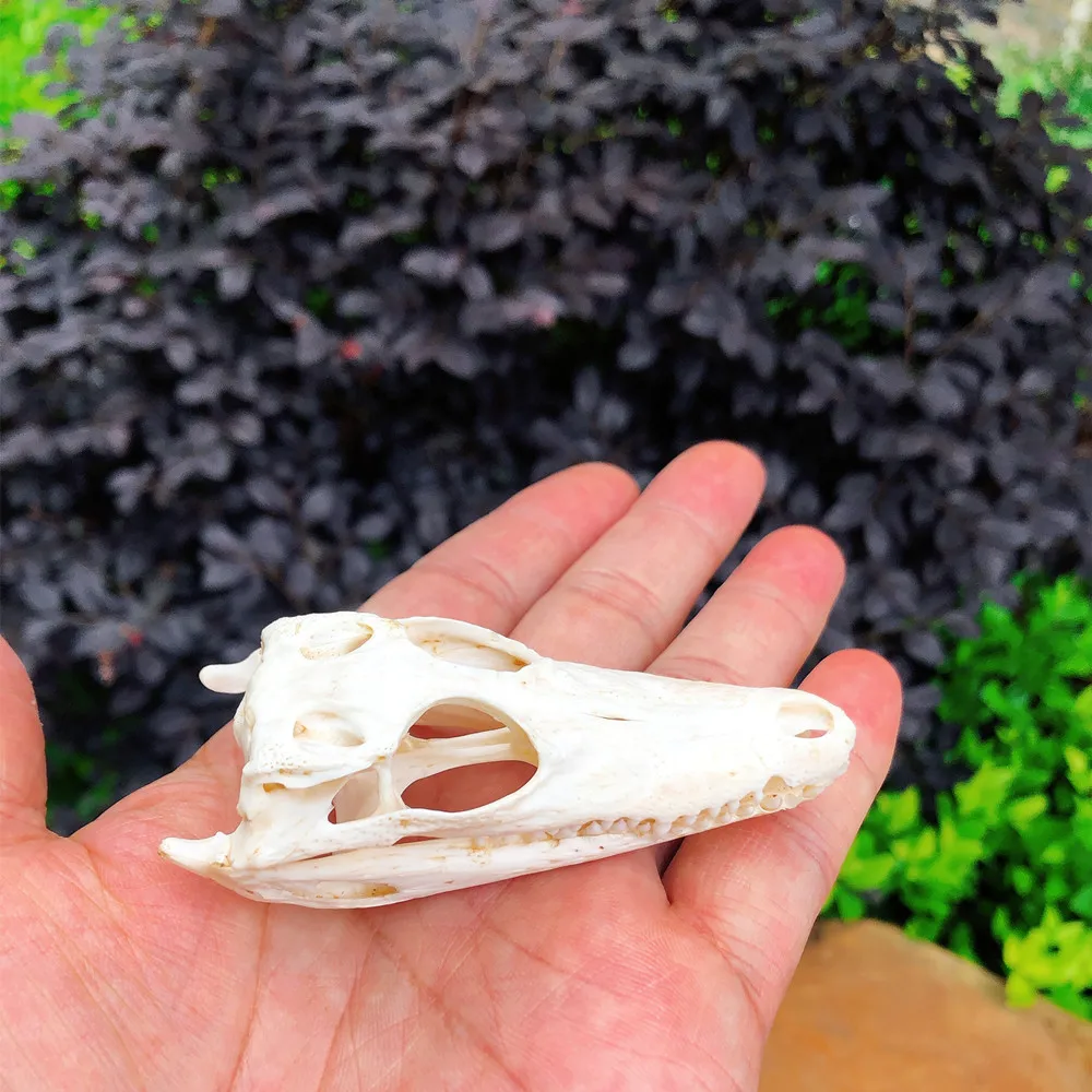 

1 животное, череп taxidermy, коллекция орнаментов 7-10 см