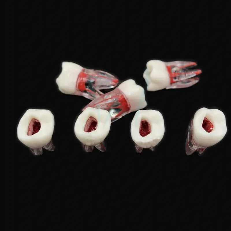 1Pc Dental Tooth model Root Canal RCT Practice Pulp Cavity Clear Resin Teaching teeth model 1:1 Dental Model Dentist Tools
1Pc Dental Tooth model Root Canal RCT Practice Pulp Cavity Clear Resin Teaching teeth model 1:1 Dental Model Dentist Tools