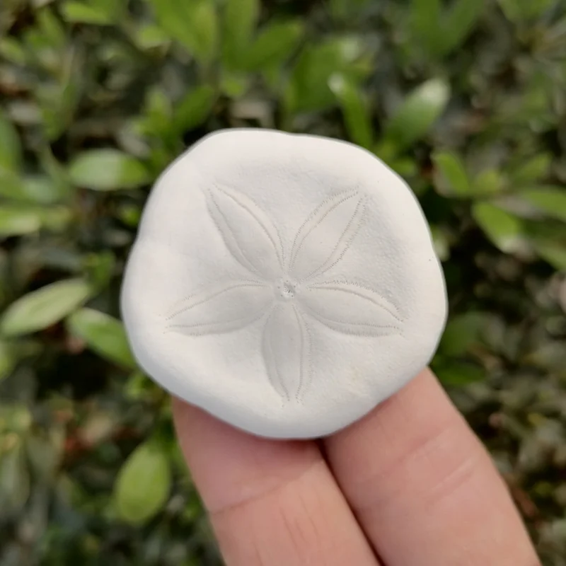 Раковина из натурального белого морского урчина раковина редкий образец