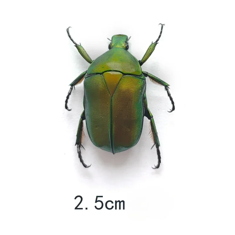 Набор из 3 настоящих жуков Scarabaeidae
