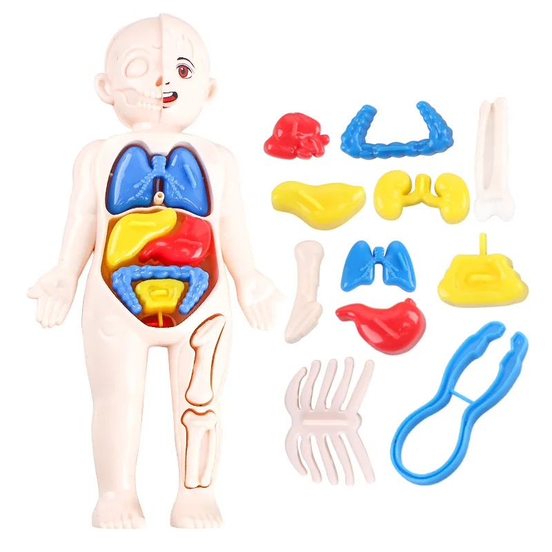 

Children Montessori 3D Puzzle Human Body Anatomy Model Educational Learning Organ Assembled Toy Body Organ Teaching Tool for Kid