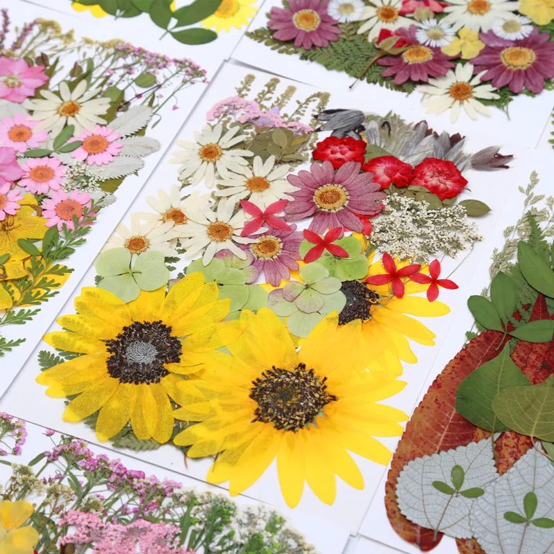 

Dry flower embossing material pack, 45-110 large packs, plant photo frames,hand-held stickers, children's handmade team building