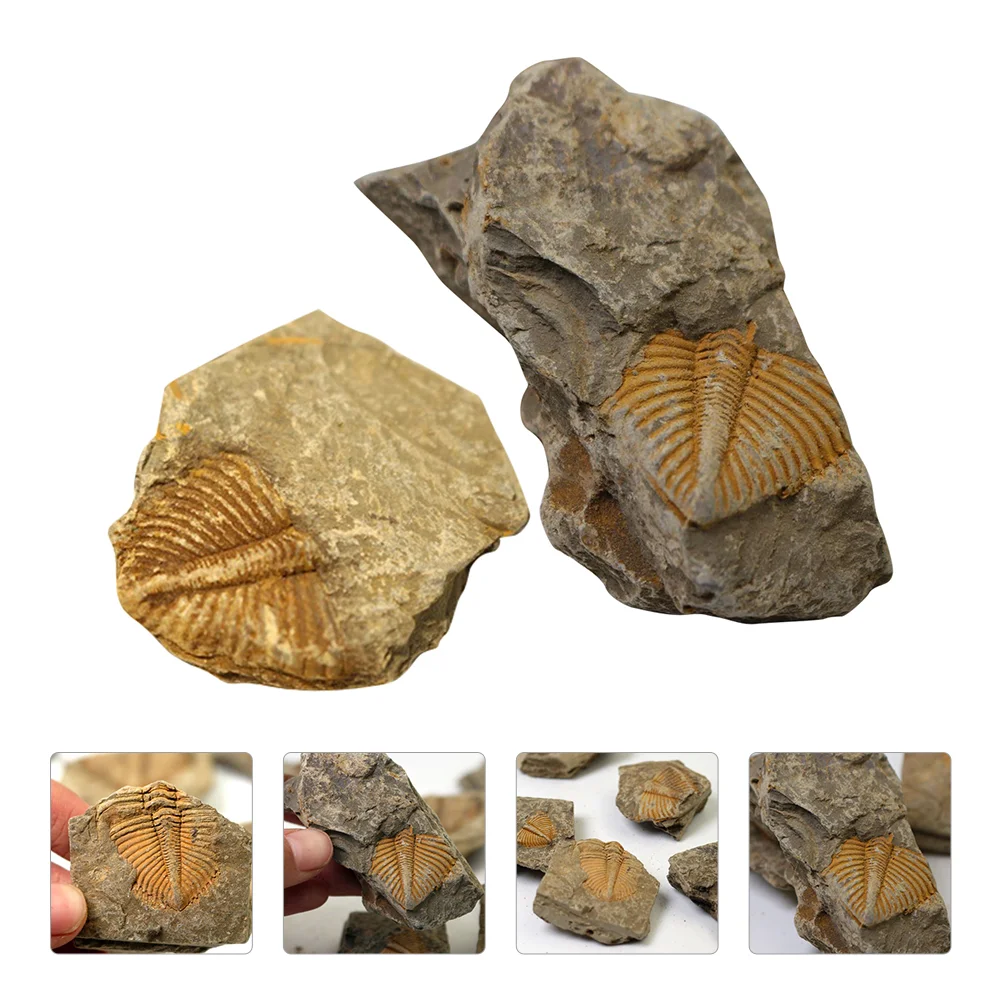 

2 Pcs Trilobite Desktop Toys Specimen Paleontology Bulk Kids Ocean Animal Specimens Fossils Real