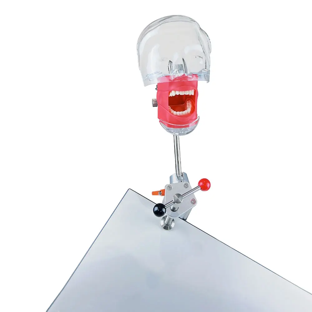 Обучающий симулятор для обучения стоматологии простая модель головы