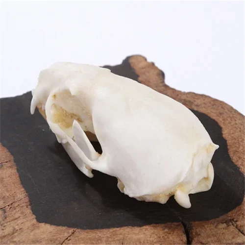 1 шт. натуральный образец черепа из норки натуральной украшение для офиса бара