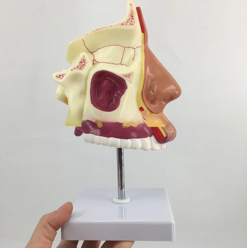 Модель анатомии носа человека патология отоларингология модель человеческой