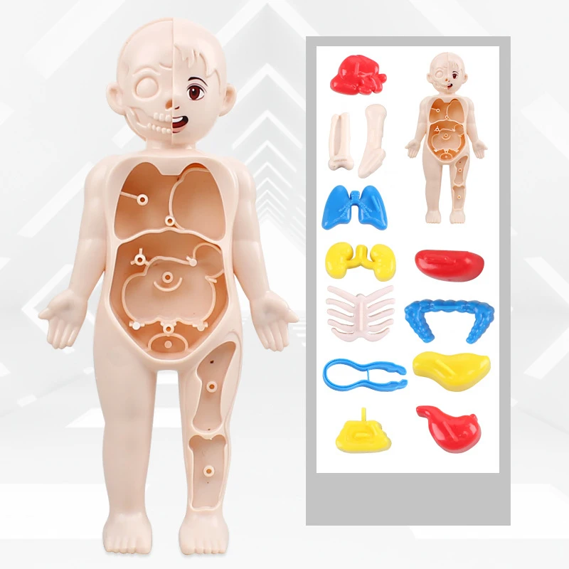 

3D Human Body Torso Model Educational Learning DIY Assemble Puzzle Toy Children Kids Montessori Body Organ Medical Teaching Tool