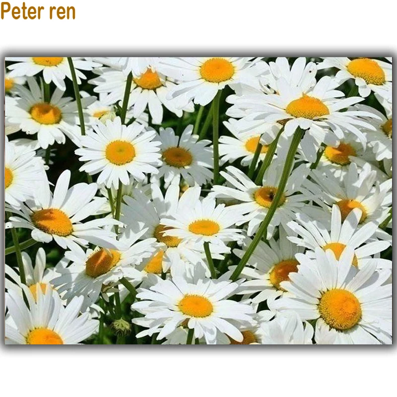 

Peter ren Diamond embroidery cross stitch kit Diy Diamond painting Shiragiku Diamond mosaic full filled gift for home Decoration