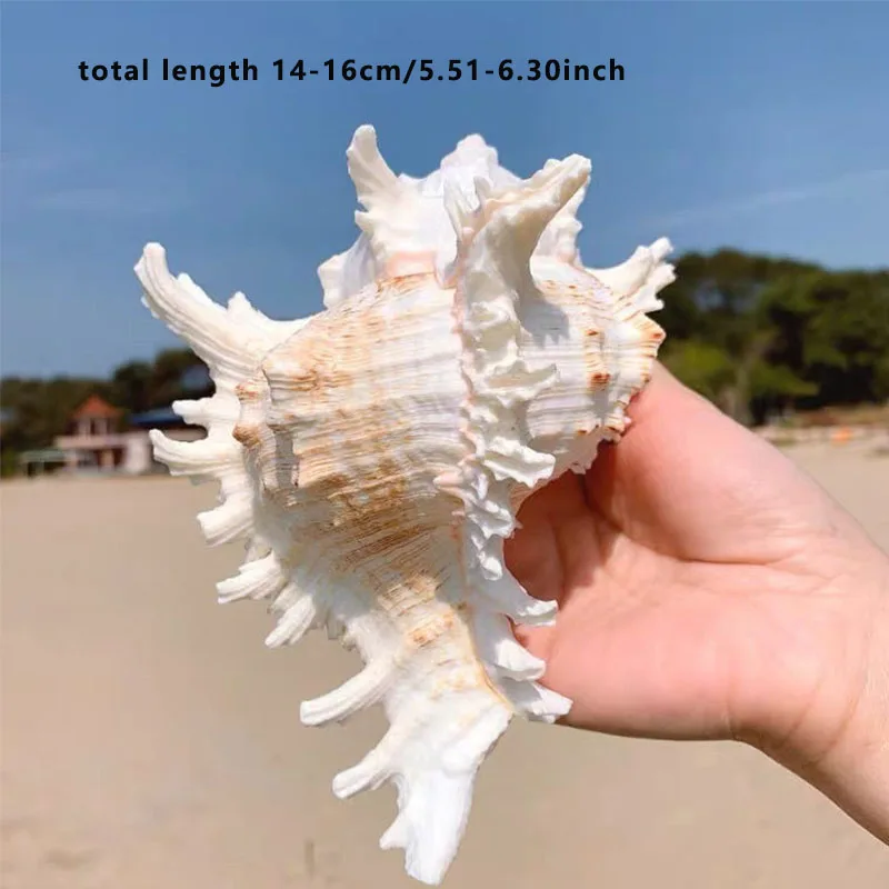 

Натуральная ракушка Кирин 6-12 см