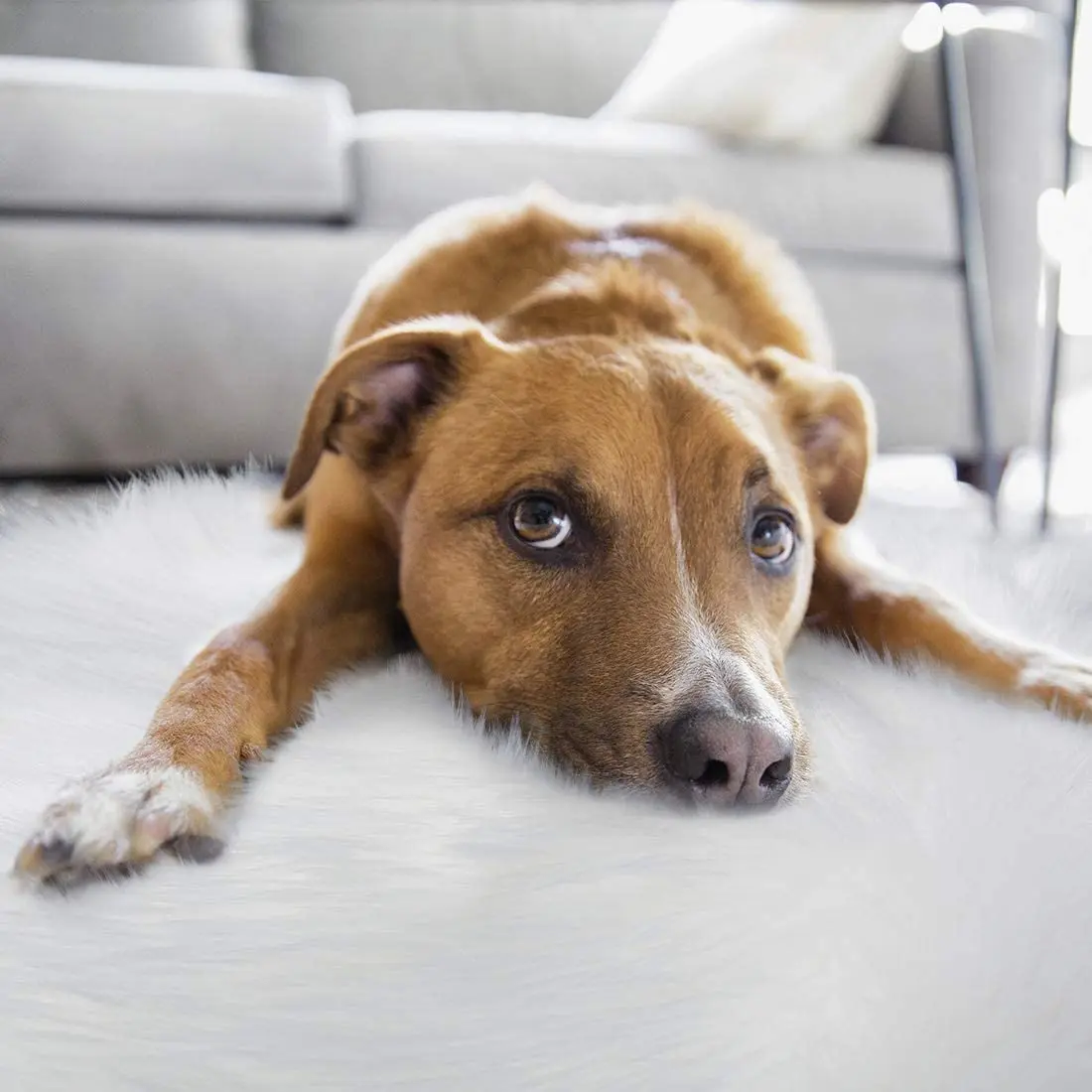 plush soft sheepskin carpets for living room decoration fur rugs bedroom bedside floor mat white pink oval imitation wool rug free global shipping