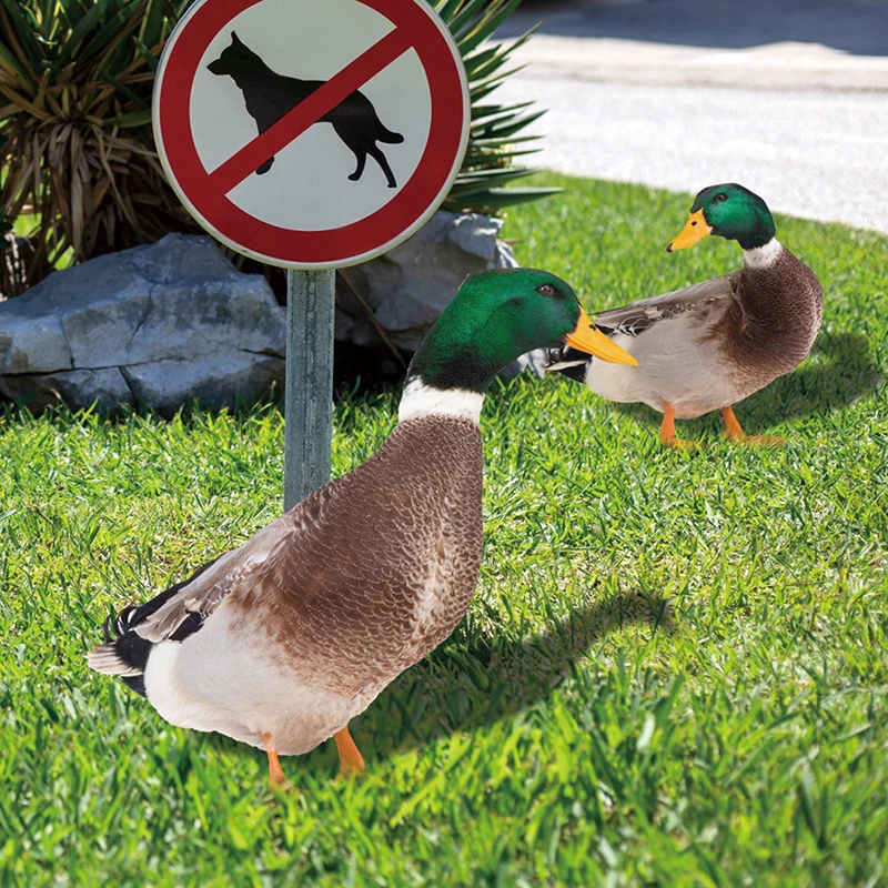 

Excellent Garden Poultry Statue Realistic Ornamental Eco-friendly Courtyard Art Sculpture Duck Decor For Gardent