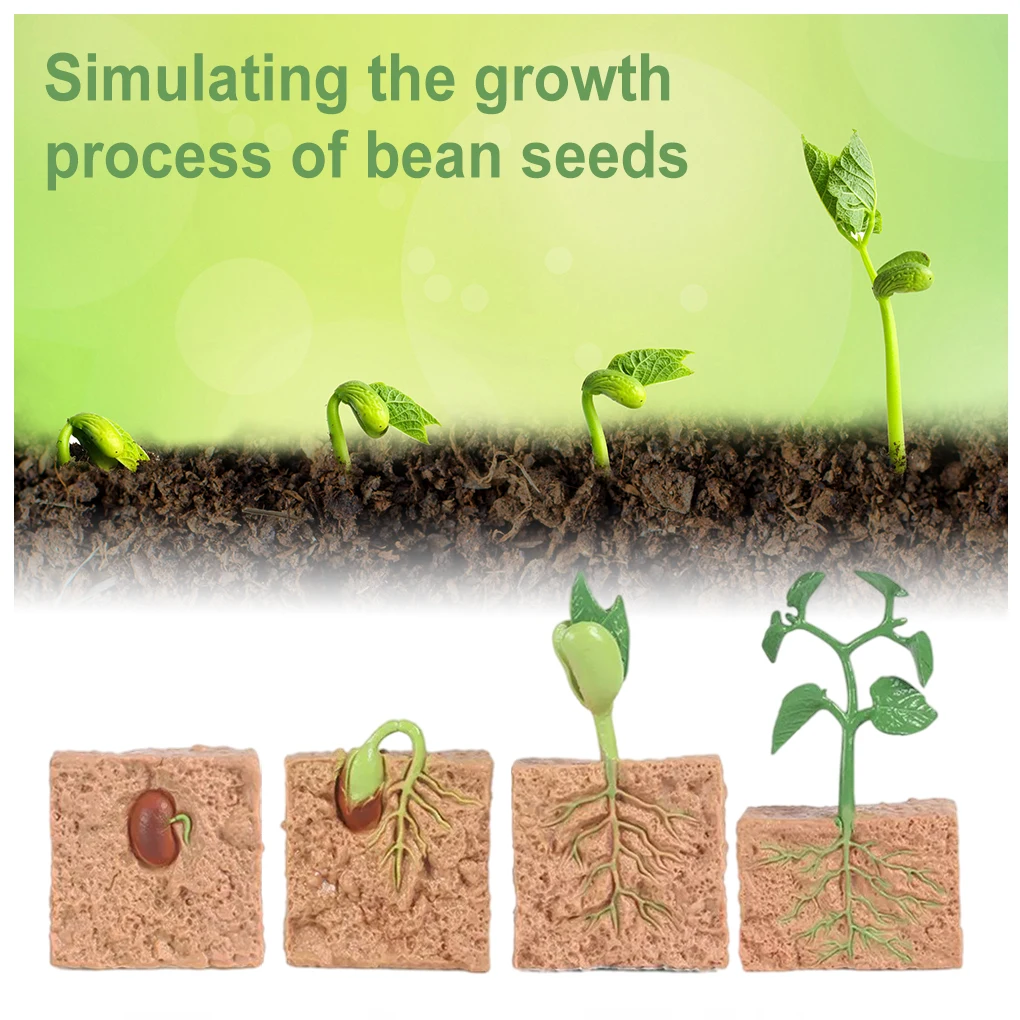 

1 Набор семян жизненный цикл модель креативные Детские семена игрушка для школы