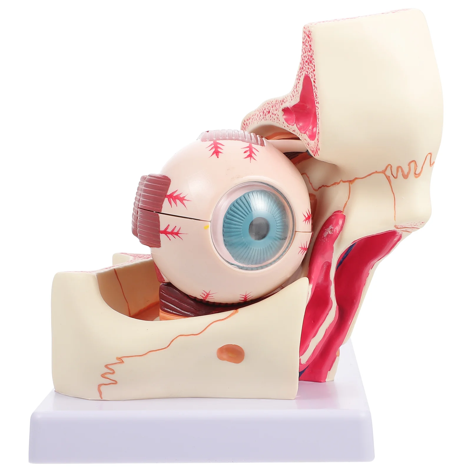 

Eye Model Human Eyeball Anatomical Apparatus Mannequin Medical Teaching Orbital Enlargement Enlarged