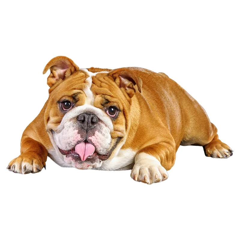 

3D Bulldog Personality Auto Decal Fashion Body Window Decoration PVC Waterproof Motorcycle Laptop Car Sticker Top Quality