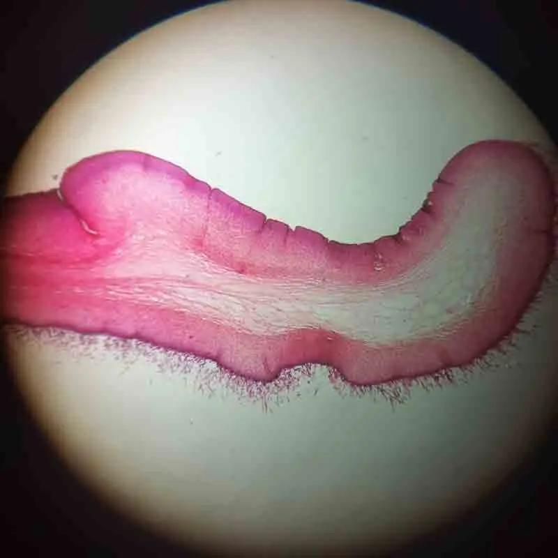 Школьные принадлежности набор из 12 шт. грибков подготовленные предметы для