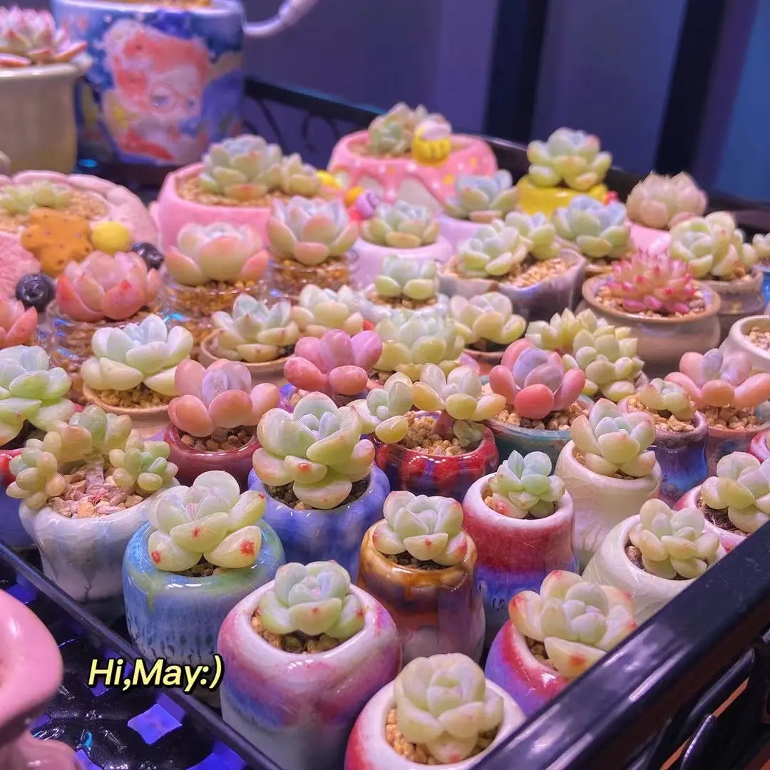 

Керамический цветочный горшок для суккулентов