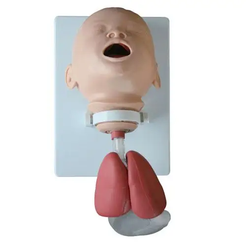 

Infant Intubation Training Model