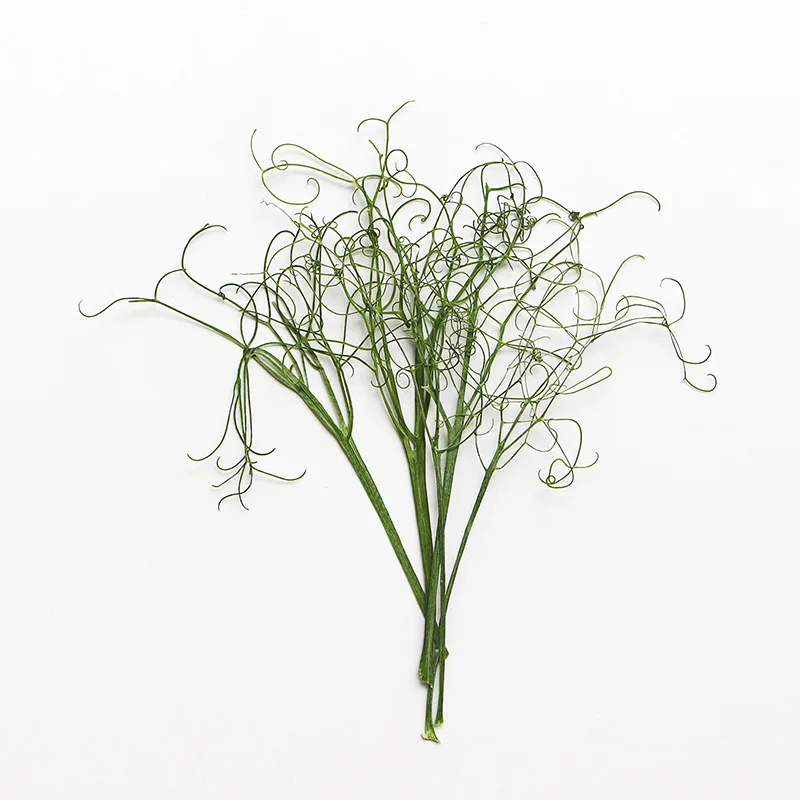 

120pcs Pressed Dried Pea Stem Flower Herbarium Resin Epoxy Jewelry Card Bookmark Frame Phone Case Face Makeup Lamp