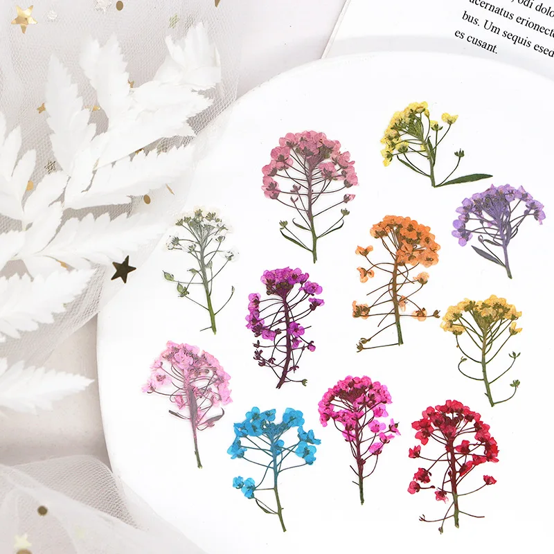 3-3 5 см/12 шт. настоящий сладкий цветок alyssum прессованный крашеный сделай сам