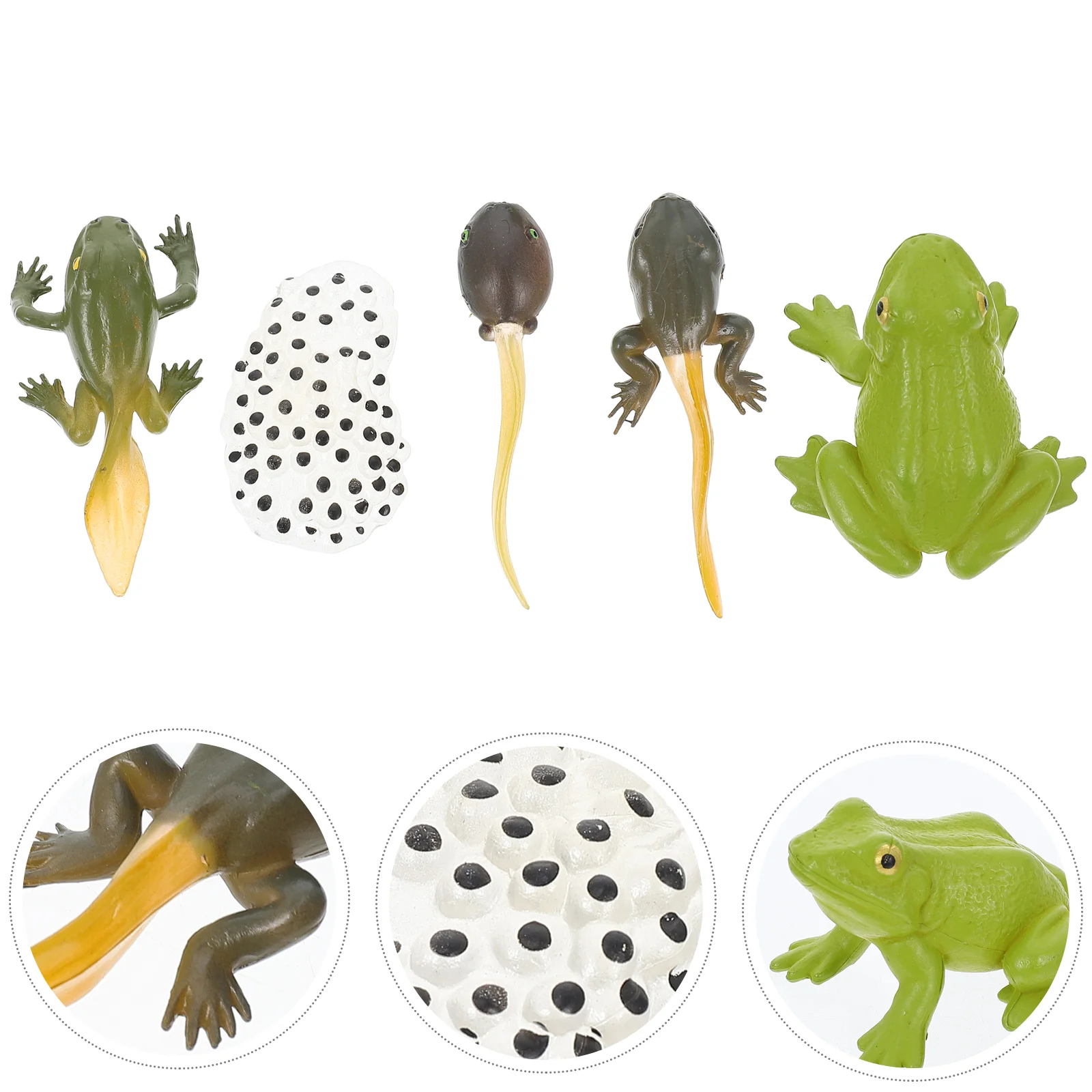 

1 Set of Creative frogs Insect Animal Models Life Growth Cycle Biological Models Educational Toys