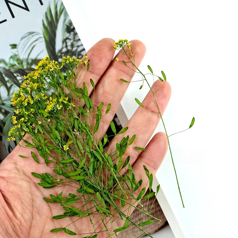 6-9 см/12 шт. натуральный прессованный цветок Draba nemorosa Дикая трава сухой сделай сам