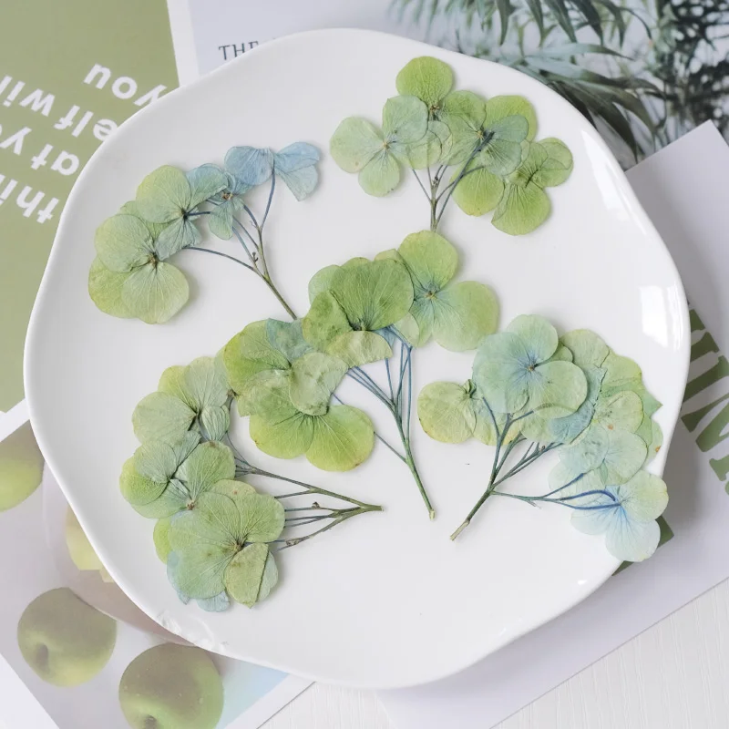 6-9 см/12 шт. прессованные гортензии сушеные цветы сделай сам настоящие листья