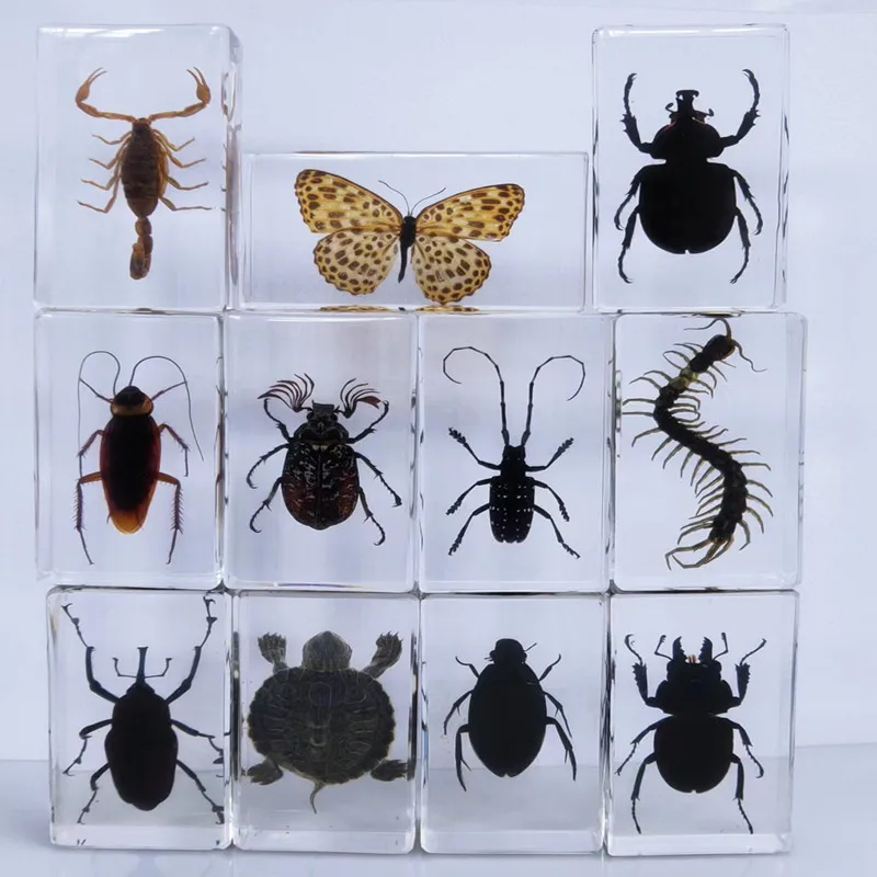 

oversized real insect specimens, transparent resin whip scorpion fiddler crab star celestial bull cicada