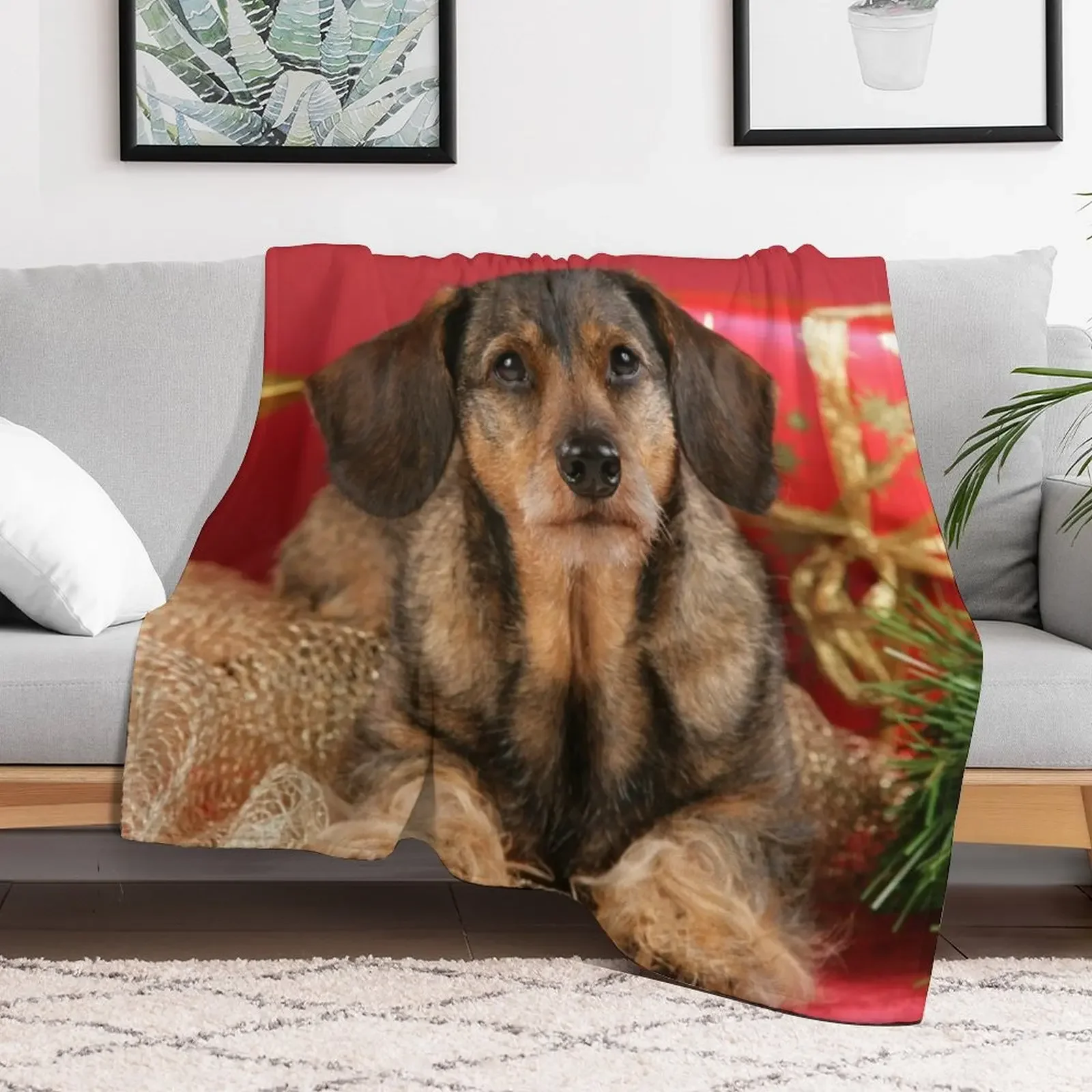 Сладкая проволочно-волосая собака-такса желает с Рождеством. Пледы и одеяла